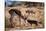 Springbok Fending Off Blackbacked Jackals-Paul Souders-Stretched Canvas