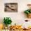 Springbok Fending Off Blackbacked Jackals-Paul Souders-Photographic Print displayed on a wall