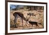 Springbok Fending Off Blackbacked Jackals-Paul Souders-Framed Photographic Print