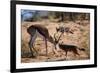 Springbok Fending Off Blackbacked Jackals-Paul Souders-Framed Photographic Print