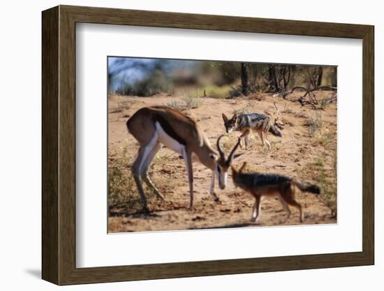 Springbok Fending Off Blackbacked Jackals-Paul Souders-Framed Photographic Print