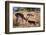 Springbok Fending Off Blackbacked Jackals-Paul Souders-Framed Photographic Print