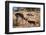 Springbok Fending Off Blackbacked Jackals-Paul Souders-Framed Photographic Print