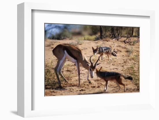 Springbok Fending Off Blackbacked Jackals-Paul Souders-Framed Photographic Print