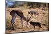 Springbok Fending Off Blackbacked Jackals-Paul Souders-Mounted Photographic Print