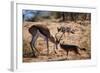 Springbok Fending Off Blackbacked Jackals-Paul Souders-Framed Photographic Print