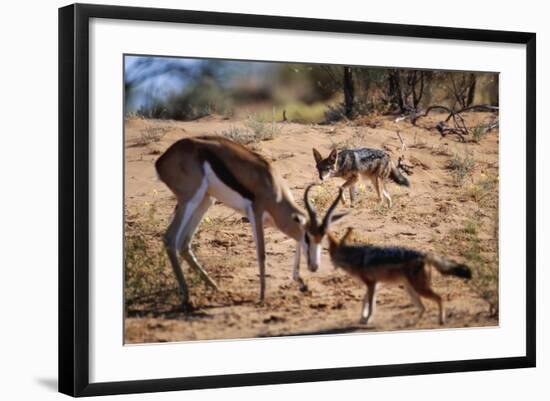 Springbok Fending Off Blackbacked Jackals-Paul Souders-Framed Photographic Print