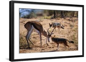 Springbok Fending Off Blackbacked Jackals-Paul Souders-Framed Photographic Print