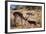 Springbok Fending Off Blackbacked Jackals-Paul Souders-Framed Photographic Print