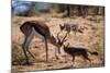 Springbok Fending Off Blackbacked Jackals-Paul Souders-Mounted Photographic Print