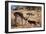 Springbok Fending Off Blackbacked Jackals-Paul Souders-Framed Photographic Print