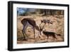 Springbok Fending Off Blackbacked Jackals-Paul Souders-Framed Photographic Print