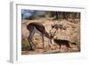 Springbok Fending Off Blackbacked Jackals-Paul Souders-Framed Photographic Print