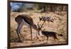 Springbok Fending Off Blackbacked Jackals-Paul Souders-Framed Photographic Print