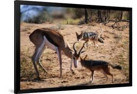 Springbok Fending Off Blackbacked Jackals-Paul Souders-Framed Photographic Print