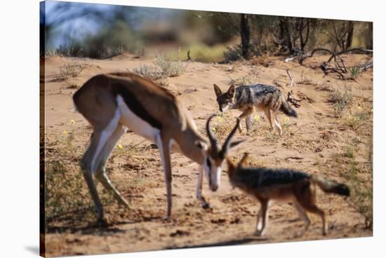 Springbok Fending Off Blackbacked Jackals-Paul Souders-Stretched Canvas