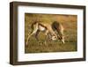 Springbok Fighting in Kgalagadi Transfrontier Park-null-Framed Photographic Print