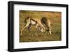 Springbok Fighting in Kgalagadi Transfrontier Park-null-Framed Photographic Print