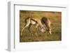 Springbok Fighting in Kgalagadi Transfrontier Park-null-Framed Photographic Print