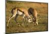 Springbok Fighting in Kgalagadi Transfrontier Park-null-Mounted Photographic Print