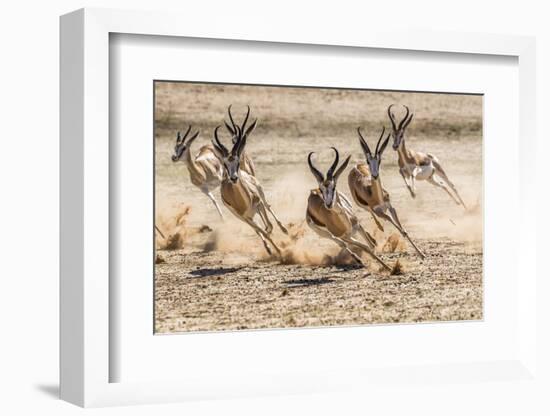 Springbok herd fleeing predator, Kgalagadi Transfrontier Park, South Africa.-Ann & Steve Toon-Framed Photographic Print