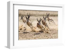 Springbok herd fleeing predator, Kgalagadi Transfrontier Park, South Africa.-Ann & Steve Toon-Framed Photographic Print