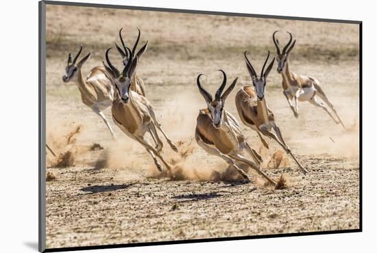 Springbok herd fleeing predator, Kgalagadi Transfrontier Park, South Africa.-Ann & Steve Toon-Mounted Photographic Print