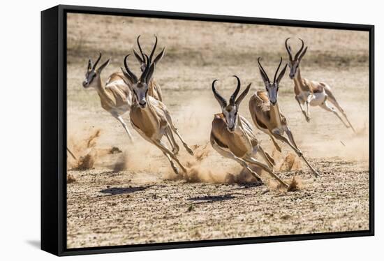 Springbok herd fleeing predator, Kgalagadi Transfrontier Park, South Africa.-Ann & Steve Toon-Framed Stretched Canvas