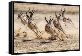 Springbok herd fleeing predator, Kgalagadi Transfrontier Park, South Africa.-Ann & Steve Toon-Framed Stretched Canvas