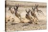 Springbok herd fleeing predator, Kgalagadi Transfrontier Park, South Africa.-Ann & Steve Toon-Stretched Canvas