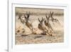 Springbok herd fleeing predator, Kgalagadi Transfrontier Park, South Africa.-Ann & Steve Toon-Framed Photographic Print