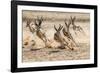 Springbok herd fleeing predator, Kgalagadi Transfrontier Park, South Africa.-Ann & Steve Toon-Framed Photographic Print