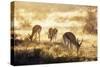 Springbok , Kgalagadi Transfrontier Park, Kalahari, Northern Cape, South Africa, Africa-Christian Kober-Stretched Canvas