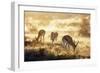 Springbok , Kgalagadi Transfrontier Park, Kalahari, Northern Cape, South Africa, Africa-Christian Kober-Framed Photographic Print