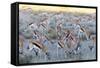 Springbok , Kgalagadi Transfrontier Park, Kalahari, Northern Cape, South Africa, Africa-Christian Kober-Framed Stretched Canvas