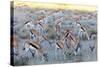 Springbok , Kgalagadi Transfrontier Park, Kalahari, Northern Cape, South Africa, Africa-Christian Kober-Stretched Canvas