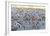 Springbok , Kgalagadi Transfrontier Park, Kalahari, Northern Cape, South Africa, Africa-Christian Kober-Framed Photographic Print