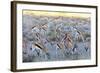 Springbok , Kgalagadi Transfrontier Park, Kalahari, Northern Cape, South Africa, Africa-Christian Kober-Framed Photographic Print