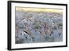 Springbok , Kgalagadi Transfrontier Park, Kalahari, Northern Cape, South Africa, Africa-Christian Kober-Framed Photographic Print