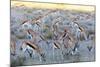 Springbok , Kgalagadi Transfrontier Park, Kalahari, Northern Cape, South Africa, Africa-Christian Kober-Mounted Photographic Print