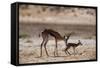 Springbok Mother with Newborn Calf-Paul Souders-Framed Stretched Canvas