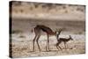 Springbok Mother with Newborn Calf-Paul Souders-Stretched Canvas