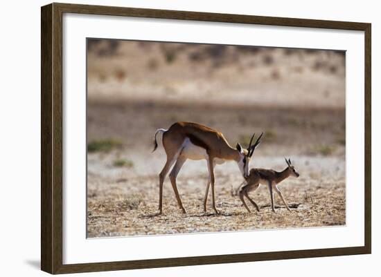 Springbok Mother with Newborn Calf-Paul Souders-Framed Photographic Print