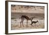 Springbok Mother with Newborn Calf-Paul Souders-Framed Photographic Print
