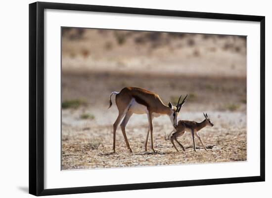 Springbok Mother with Newborn Calf-Paul Souders-Framed Photographic Print