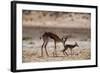 Springbok Mother with Newborn Calf-Paul Souders-Framed Photographic Print