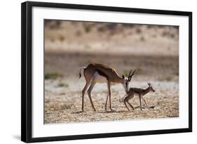 Springbok Mother with Newborn Calf-Paul Souders-Framed Photographic Print