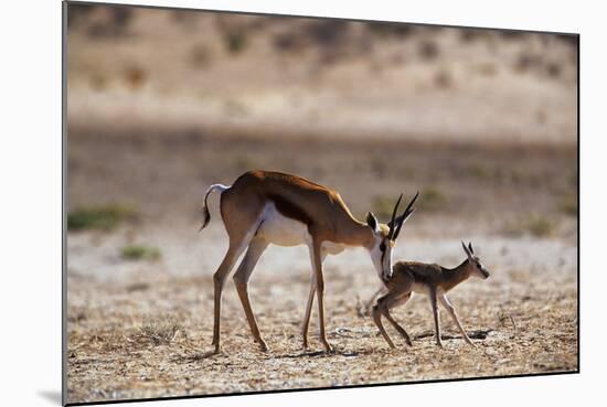 Springbok Mother with Newborn Calf-Paul Souders-Mounted Photographic Print