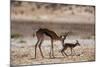 Springbok Mother with Newborn Calf-Paul Souders-Mounted Photographic Print