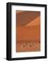 Springbok, Near Sossusvlei, Namib-Naukluft National Park, Namibia-David Wall-Framed Photographic Print